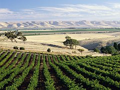McLaren Vale Vineyard, South Australia, Australia